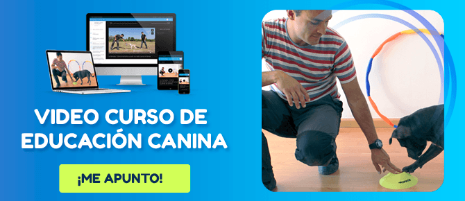 educación canina sin castigos